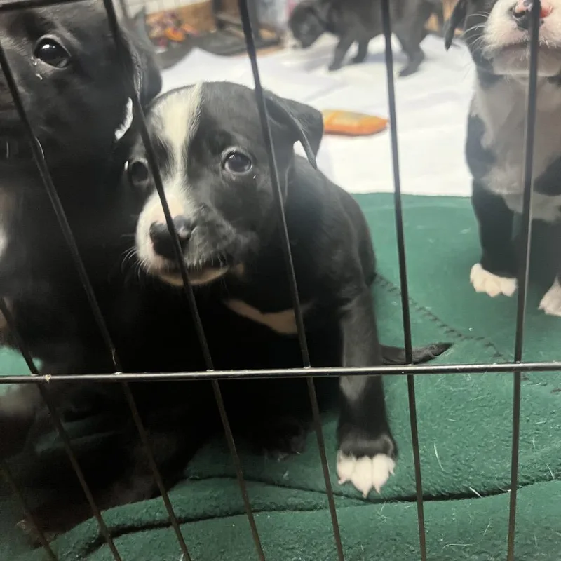 A baby small-sized female Black German Shepherd Dog dog named Elsa for adoption in Chillicothe, IL