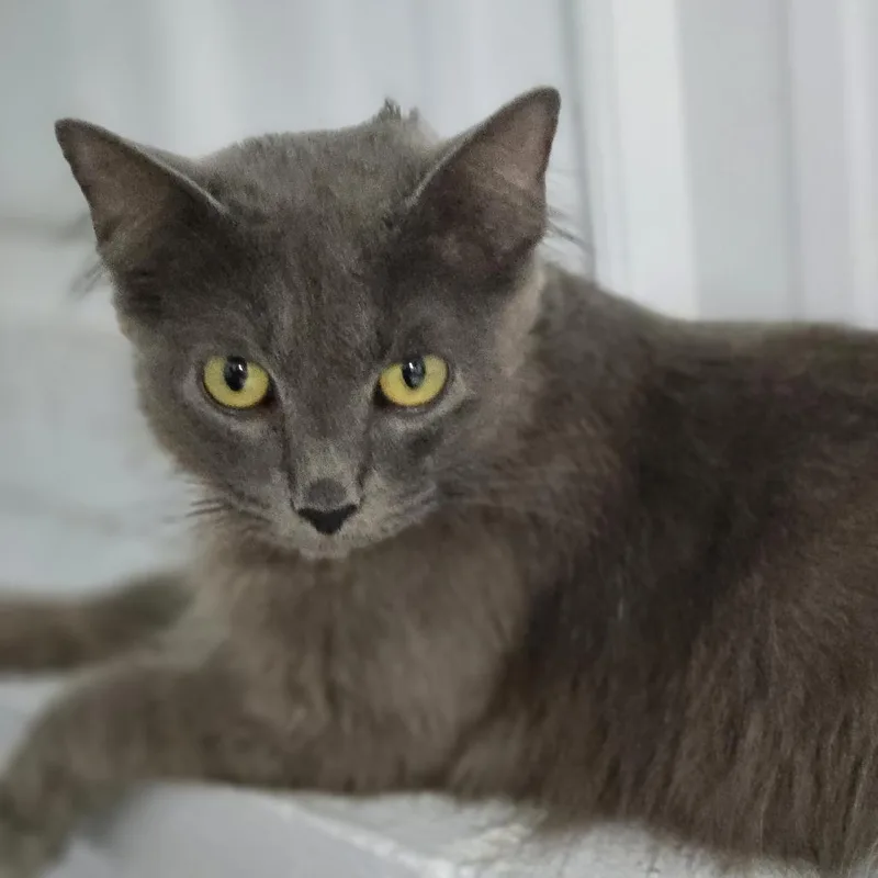 An adult medium-sized female Gray / Blue / Silver Domestic Medium Hair cat named Amara for adoption in Lexington, SC