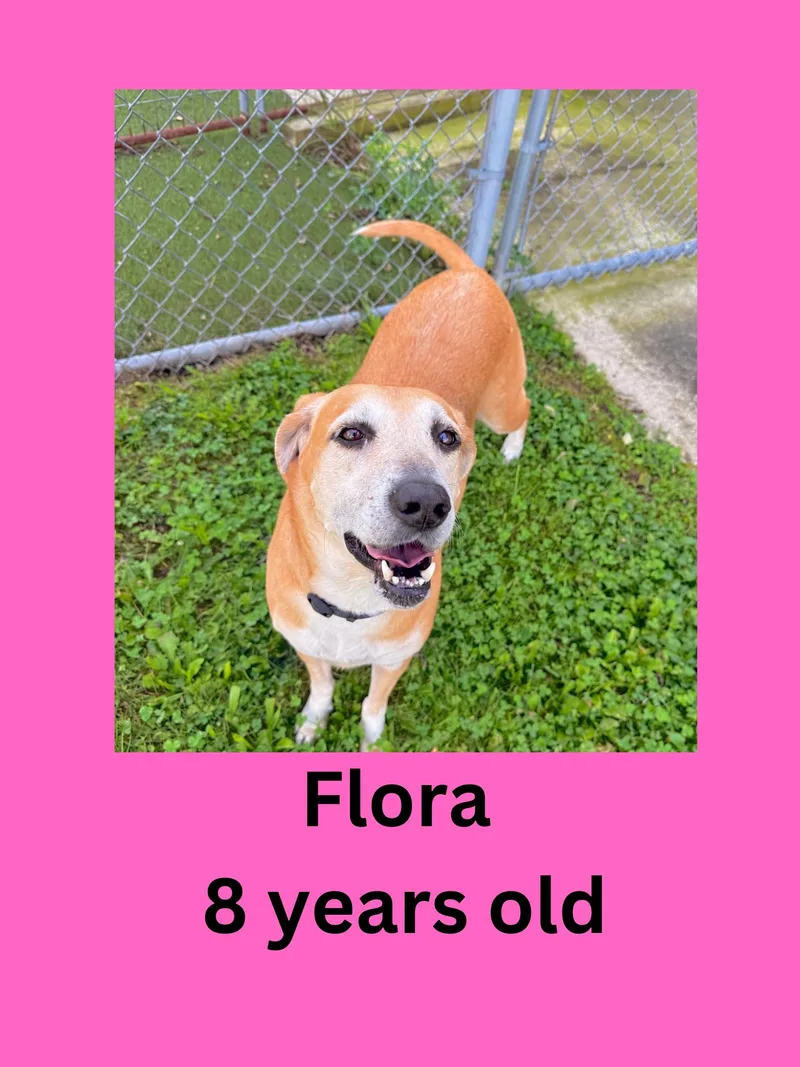 A senior large-sized female Hound dog named Flora for adoption in Ravenna, OH