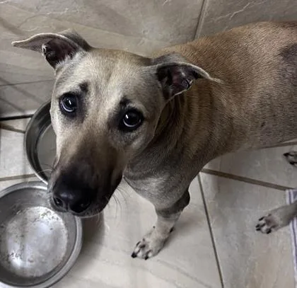 An adult medium-sized female Terrier dog named Mahea for adoption in Honolulu, HI