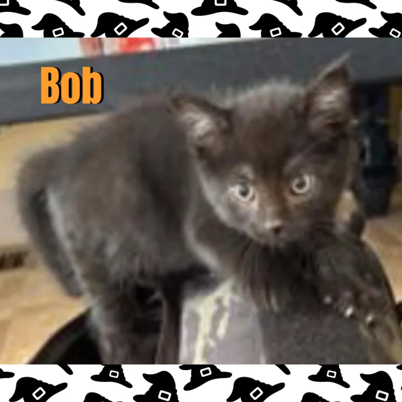 A baby medium-sized male Domestic Medium Hair cat named Bob for adoption in Red Lodge, MT