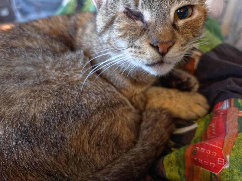 A young small-sized female Tabby (Buff / Tan / Fawn) Domestic Short Hair cat named Cora for adoption in Mansfield, PA