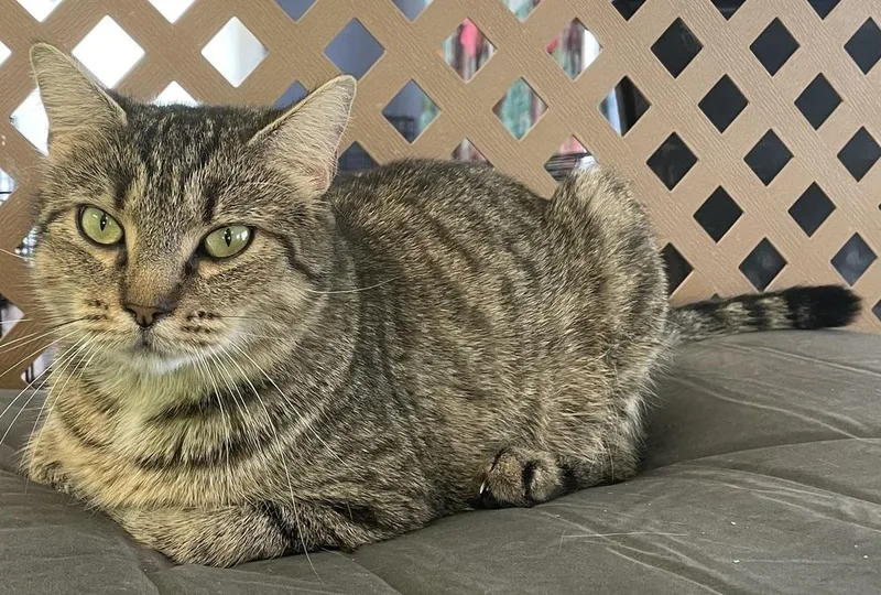 An adult medium-sized female Brown / Chocolate Domestic Short Hair cat named Haven Bess for adoption in Evansville, IN