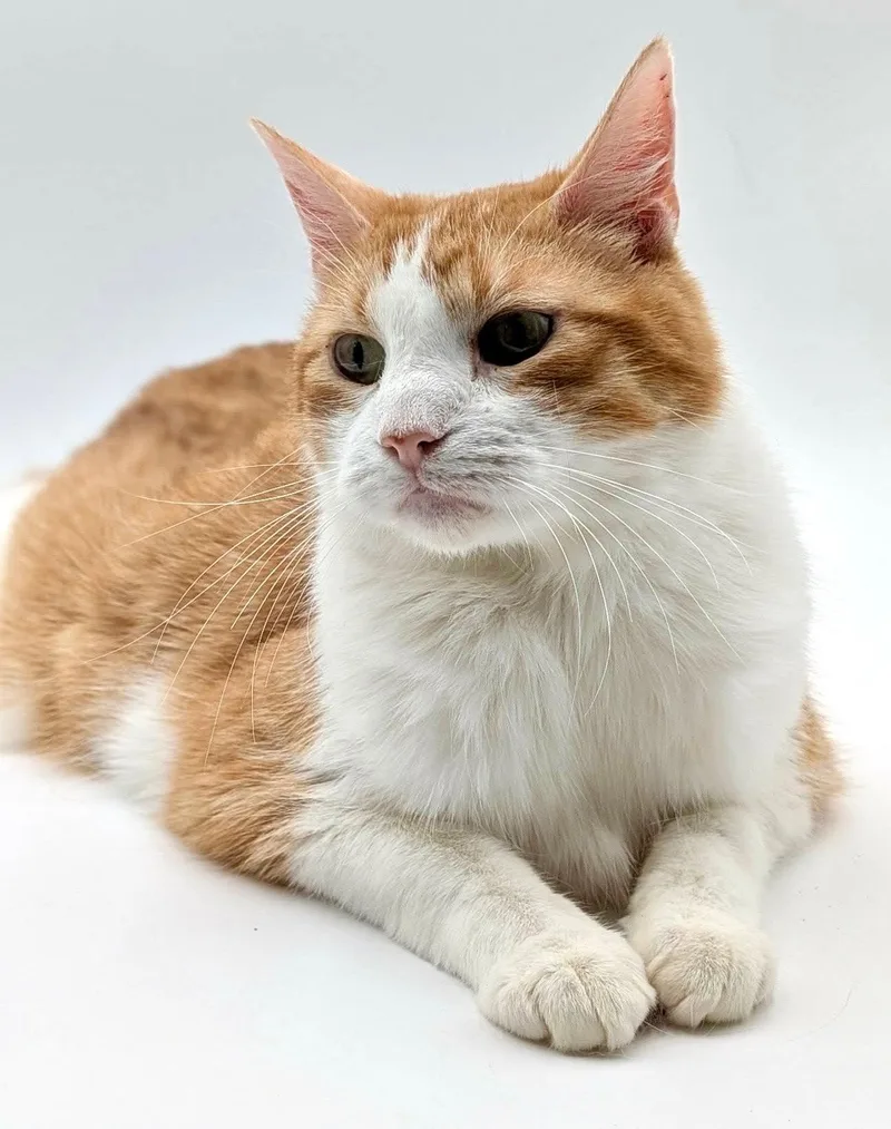 An adult medium-sized male Domestic Short Hair cat named Officer Meow for adoption in Fargo, ND