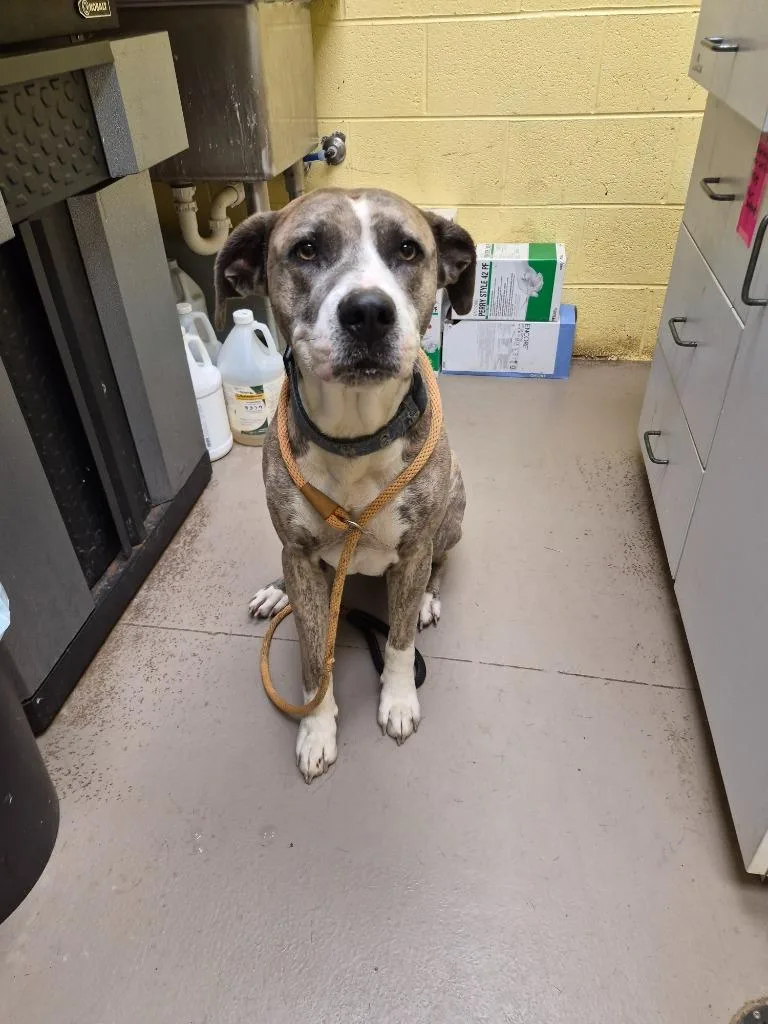 An adult large-sized male American Bulldog dog named Tater for adoption in Crossville, TN