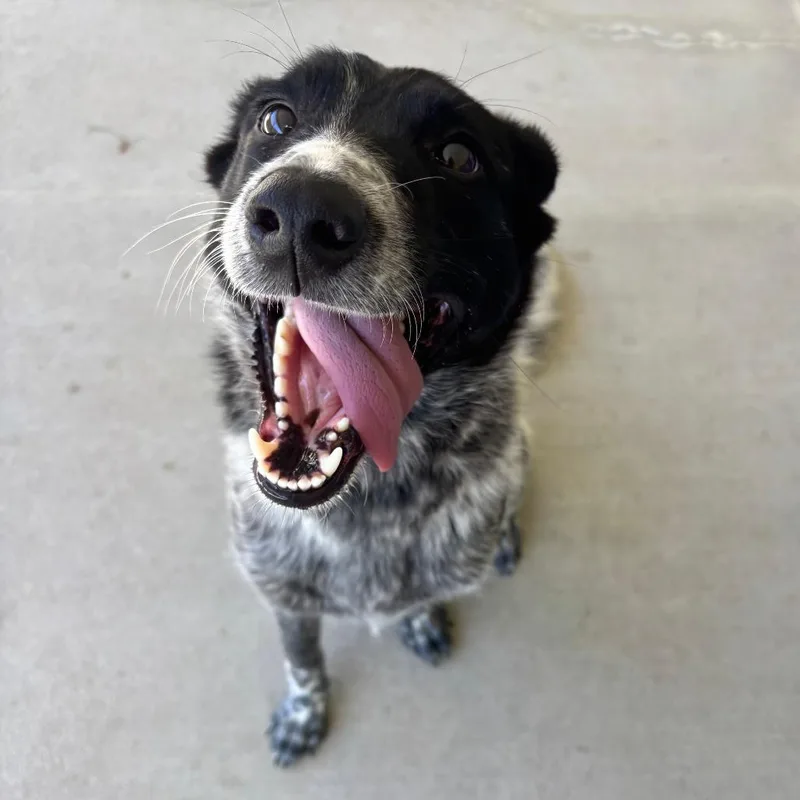 Pepper