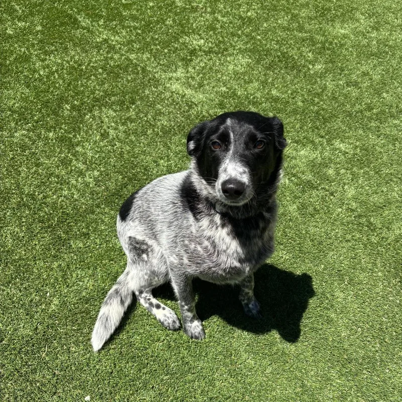 Pepper thumbnail 2