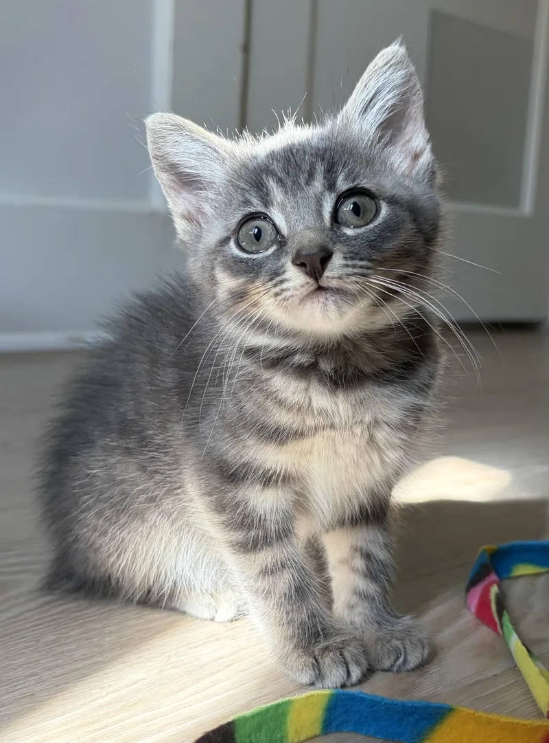 A baby medium-sized male Tabby (Gray / Blue / Silver) Domestic Short Hair cat named Pierre for adoption in Montclair, NJ