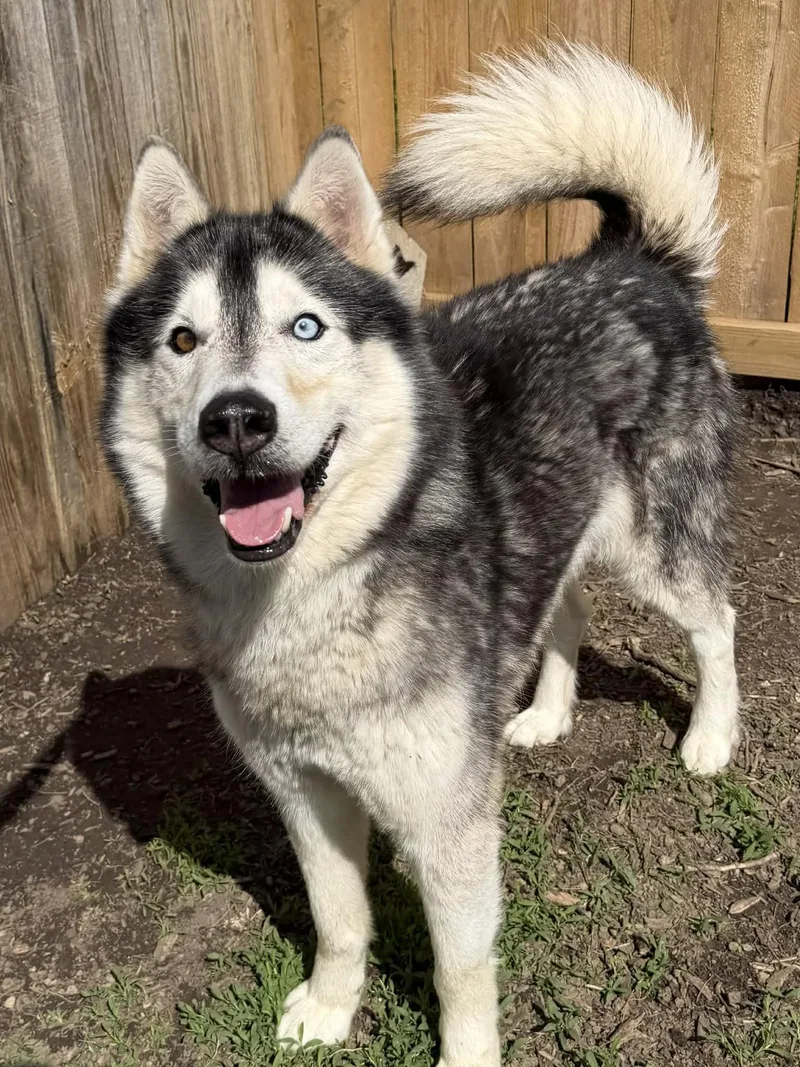 Squirrel thumbnail 2