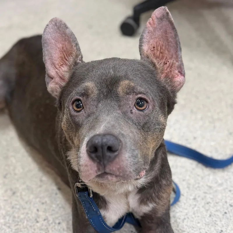 An adult medium-sized female Gray / Blue / Silver Mixed Breed dog named Tinker Bell for adoption in Jacksonville, FL