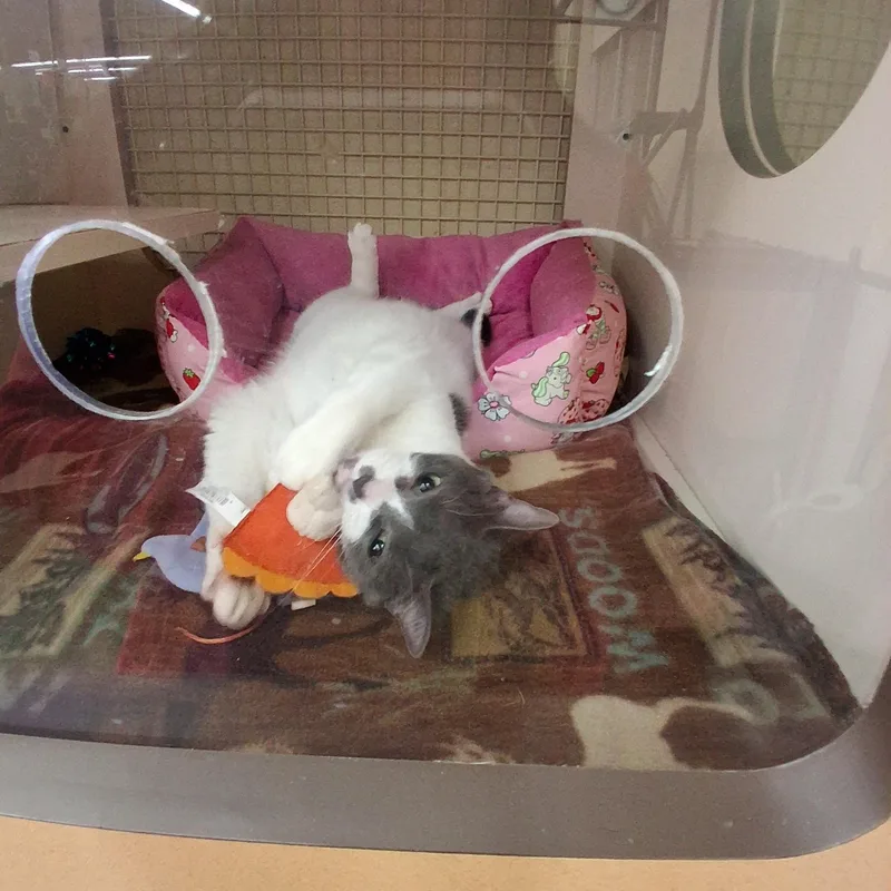 Roxie And Rosie thumbnail 2