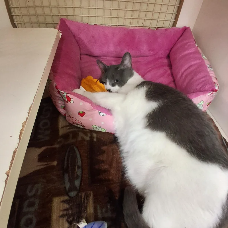 Roxie And Rosie thumbnail 3