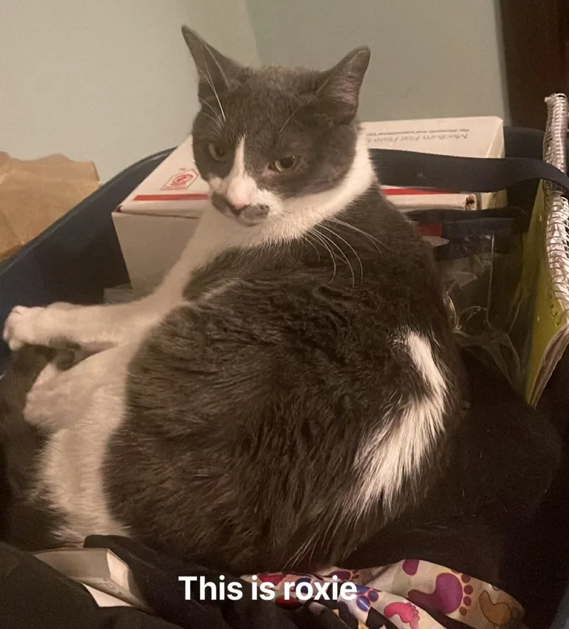 Roxie And Rosie thumbnail 4