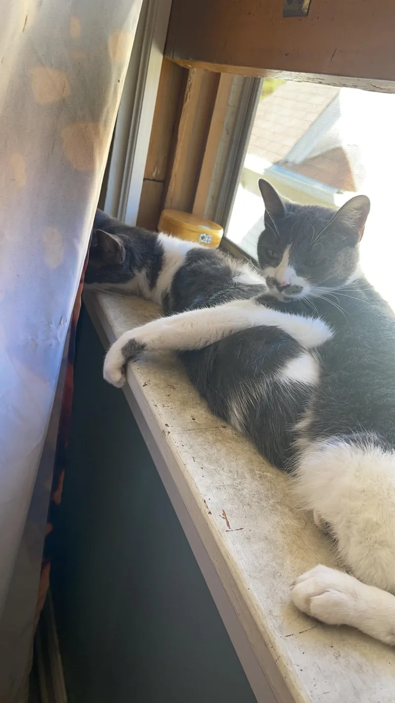 Roxie And Rosie thumbnail 5