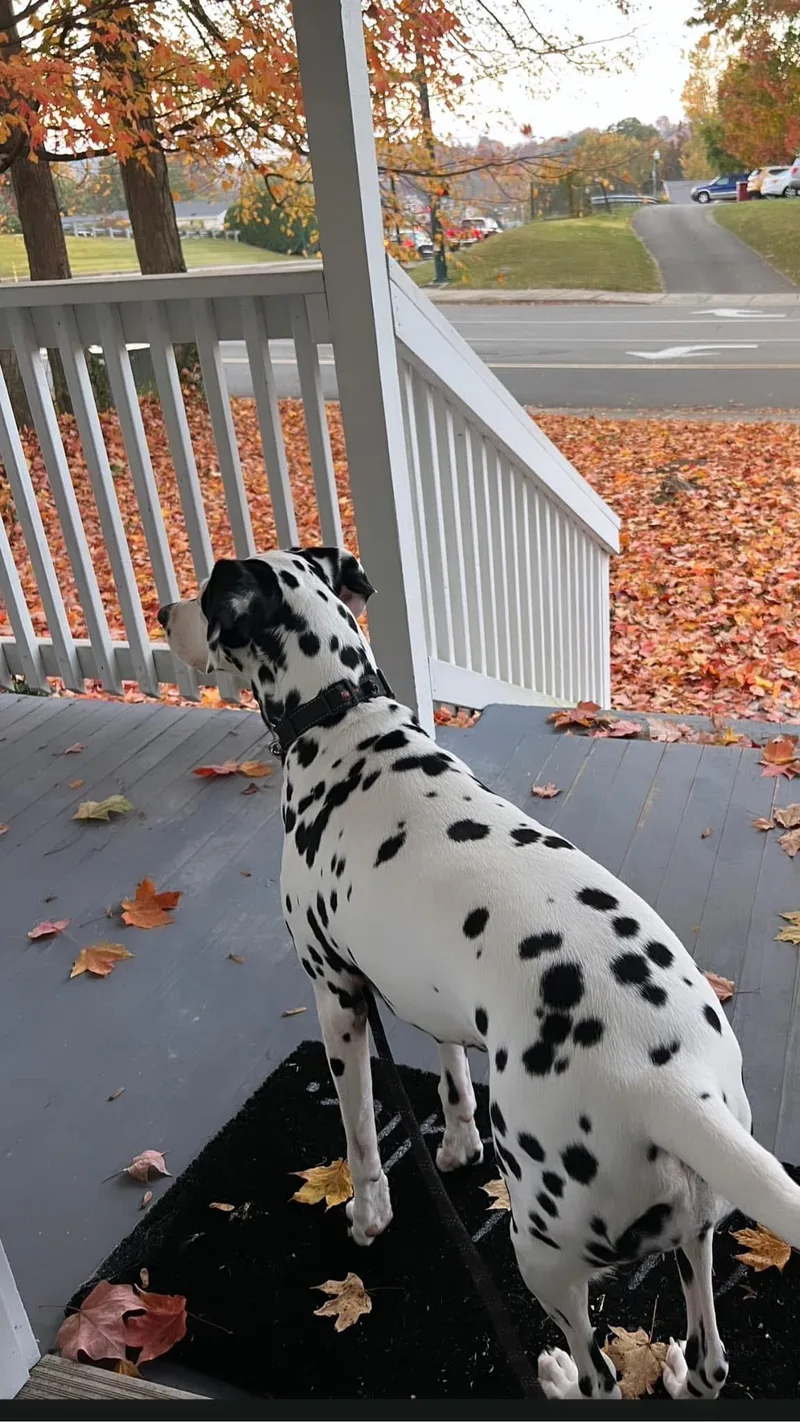 Tanejahbristol  Tn thumbnail 2