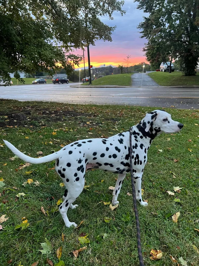 An adult medium-sized female White / Cream Dalmatian dog named Tanejahbristol  Tn for adoption in San Diego, CA
