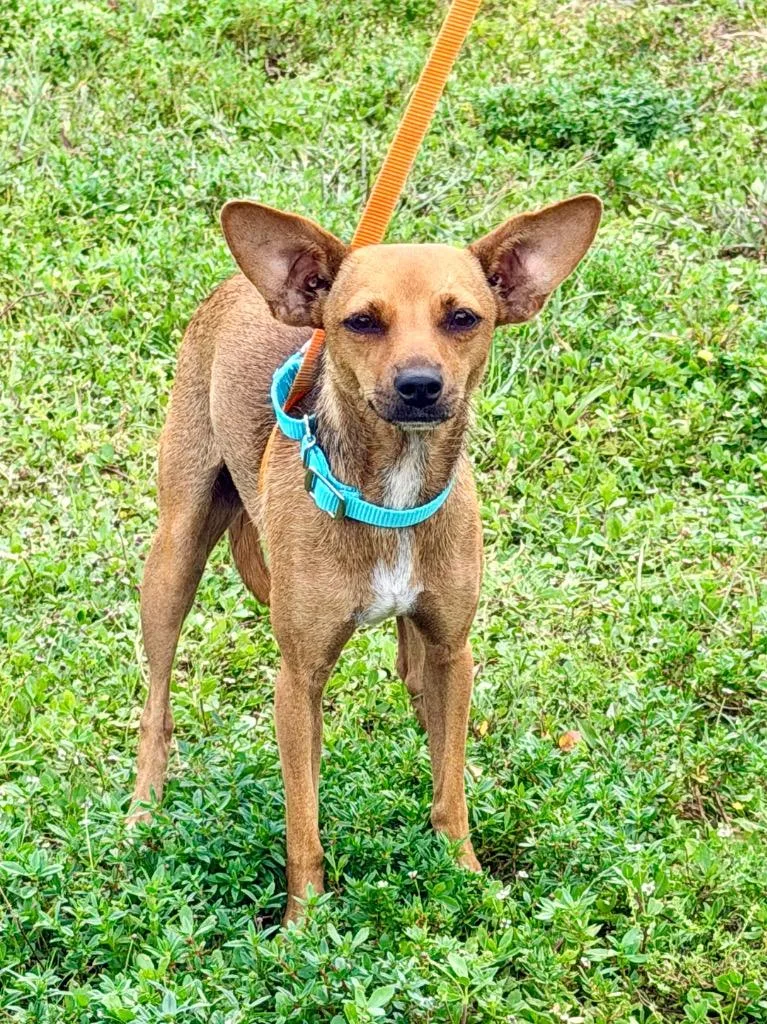 A young small-sized female Chihuahua dog named Martini for adoption in Cape Coral, FL
