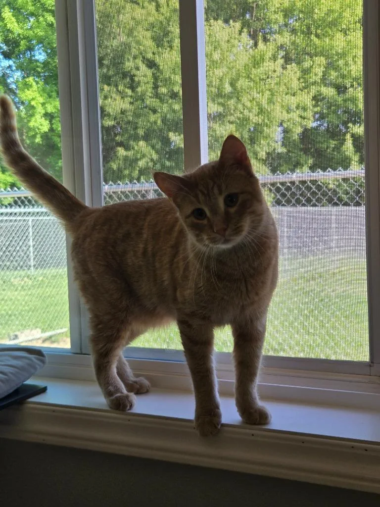 A young large-sized male Domestic Short Hair cat named Joe for adoption in Viroqua, WI