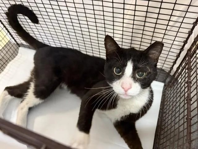 An adult small-sized male Domestic Short Hair cat named Joc for adoption in Miami, FL