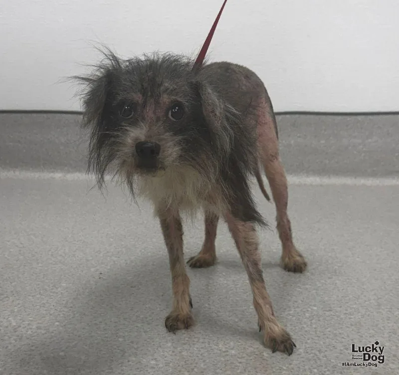 An adult medium-sized female Schnauzer dog named Patchy for adoption in Washington, DC