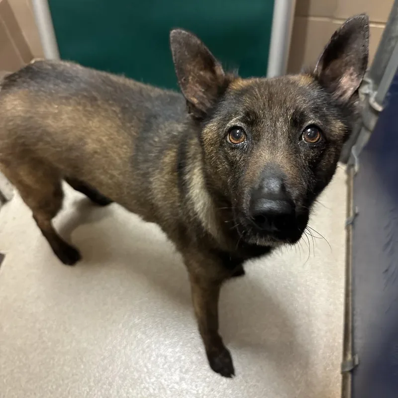 An adult medium-sized female Brown / Chocolate Mixed Breed dog named Sadie for adoption in Waukesha, WI