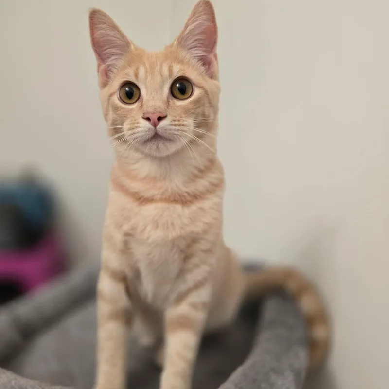 A young medium-sized male Black & White / Tuxedo Domestic Short Hair cat named Peanut and Butter for adoption in Hopkinton, MA