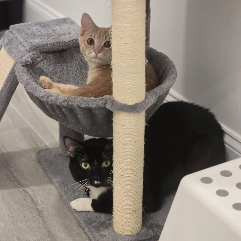 Peanut and Butter thumbnail 2