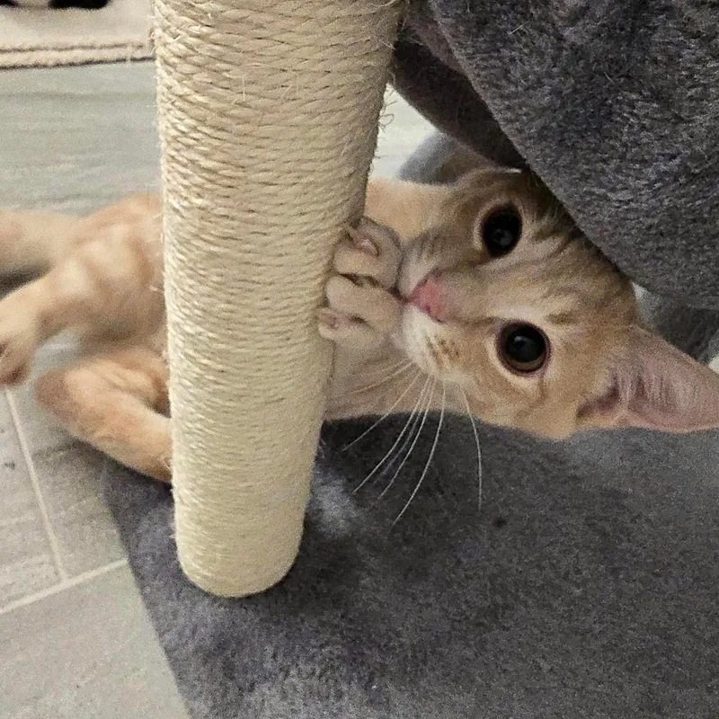 Peanut and Butter thumbnail 3