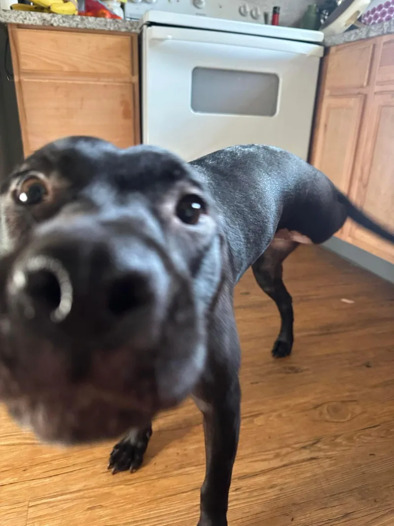 Puppy thumbnail 2
