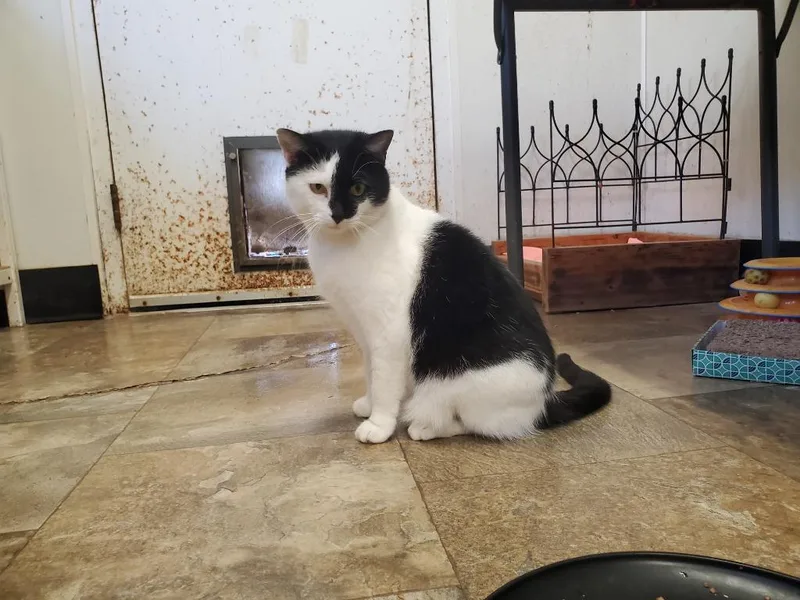 An adult medium-sized female Domestic Short Hair cat named Tiffany for adoption in Philippi, WV