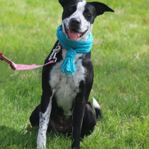 An adult medium-sized female Cattle Dog dog named Poppi for adoption in Grand Junction, CO