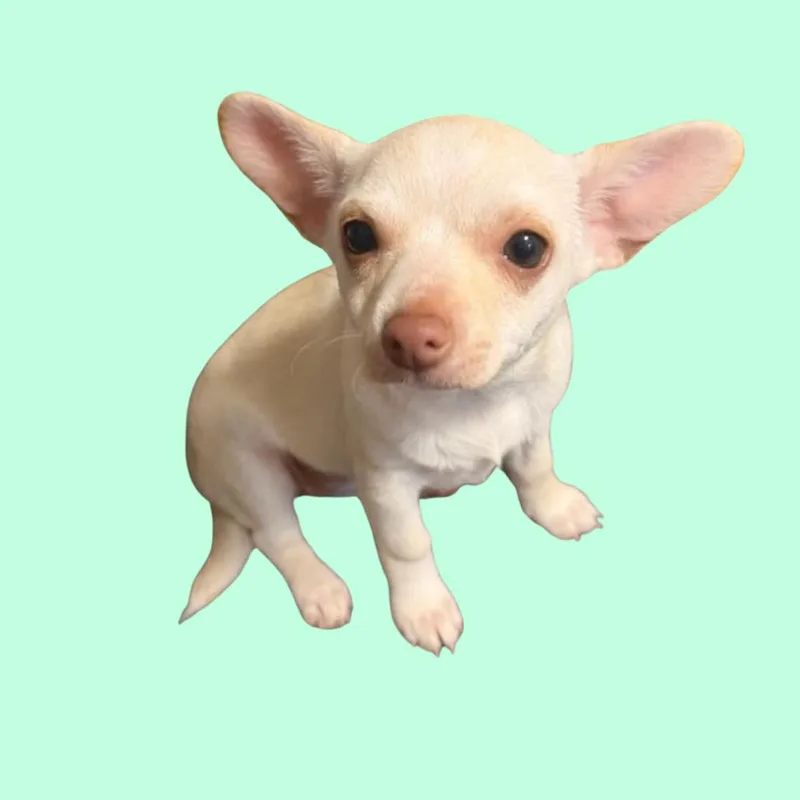 A baby small-sized female White / Cream Chihuahua dog named Chi Female for adoption in Fairfax Station, VA