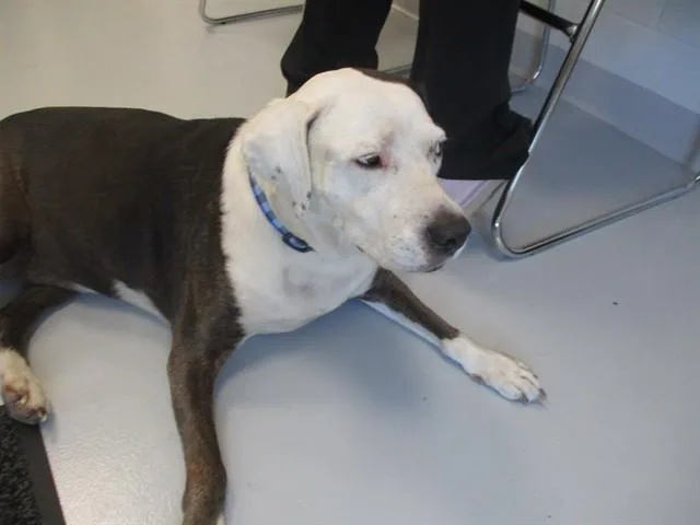 A senior medium-sized female Catahoula Leopard Dog dog named Lexi for adoption in Ocala, FL