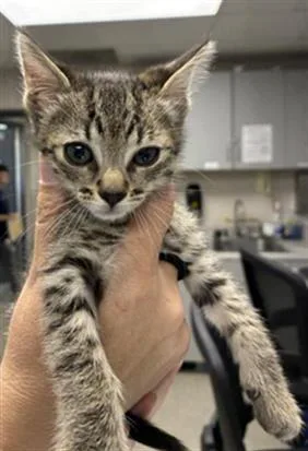 A baby small-sized male Domestic Short Hair cat named Jerry for adoption in Visalia, CA