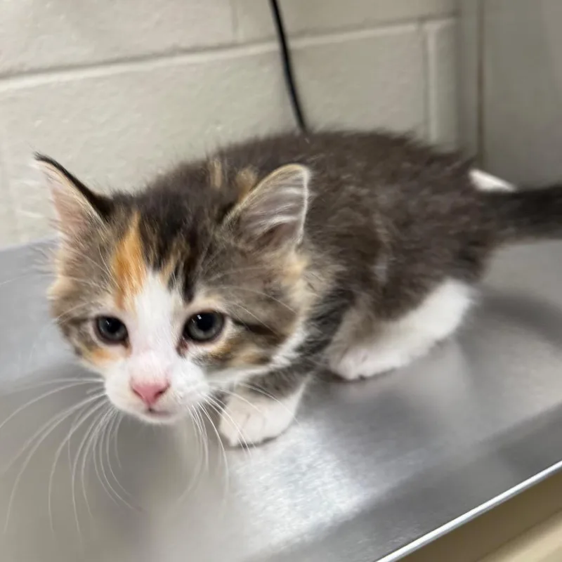 A baby small-sized female Domestic Long Hair cat named Dilly for adoption in Council Bluffs, IA