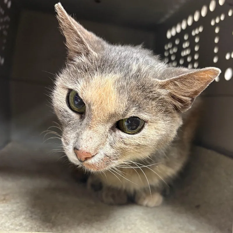 A senior medium-sized female Tortoiseshell Domestic Short Hair cat named Patches U for adoption in Tupelo, MS
