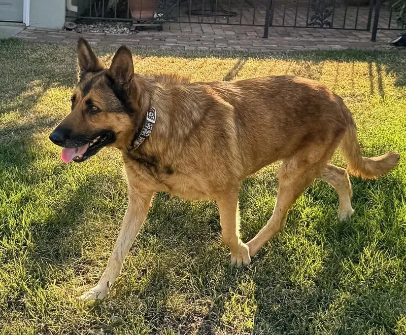 An adult large-sized female German Shepherd Dog dog named Sienna for adoption