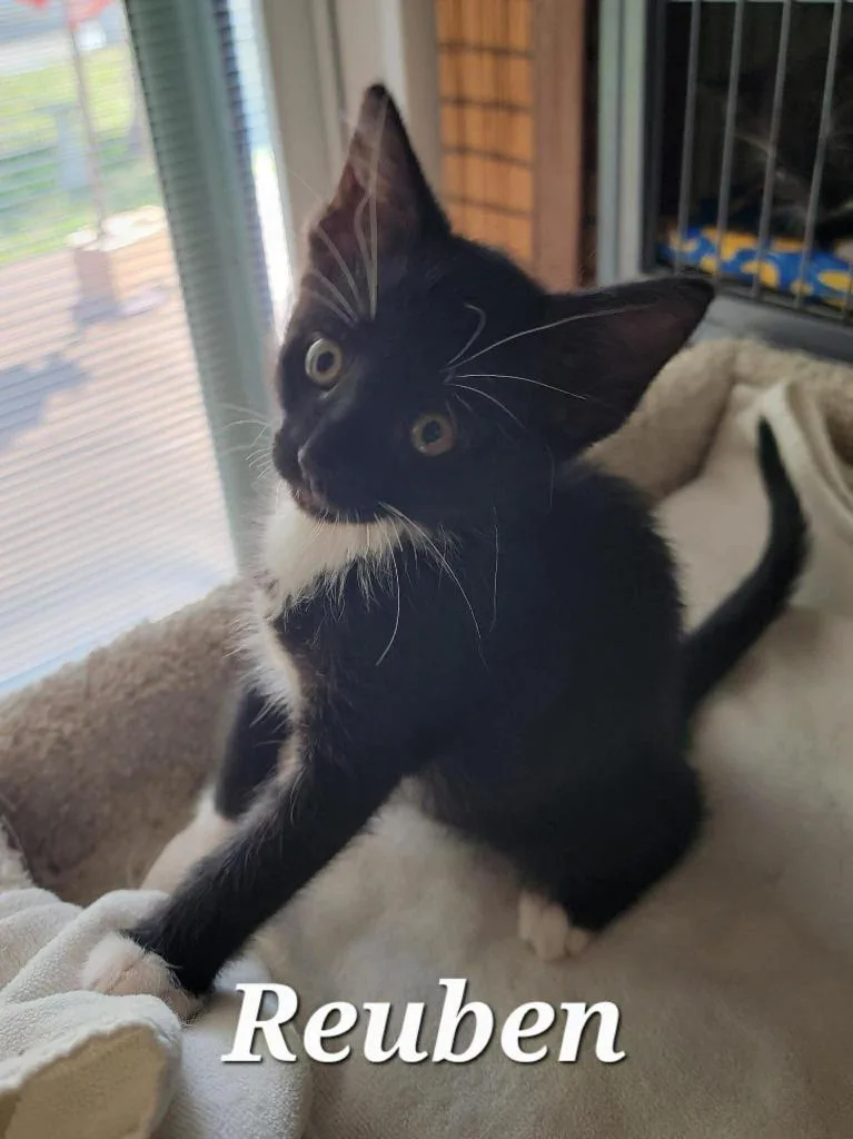A baby small-sized male Domestic Short Hair cat named Reuben for adoption in Sebastian, FL