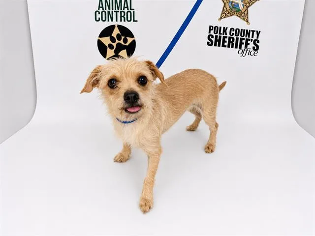 An adult medium-sized female Chihuahua dog named A for adoption in Winter Haven, FL