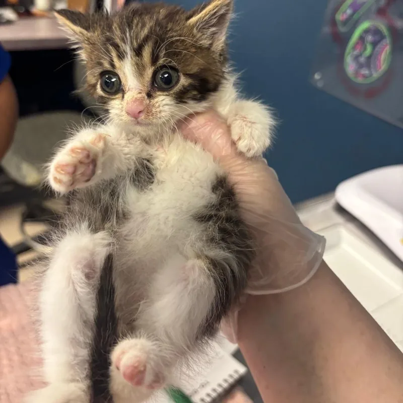 A baby small-sized male Brown / Chocolate Domestic Short Hair cat named Munchkin for adoption in Newark, NJ
