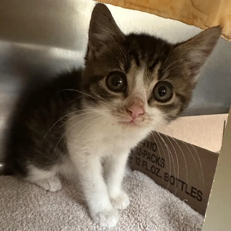 Munchkin thumbnail 4