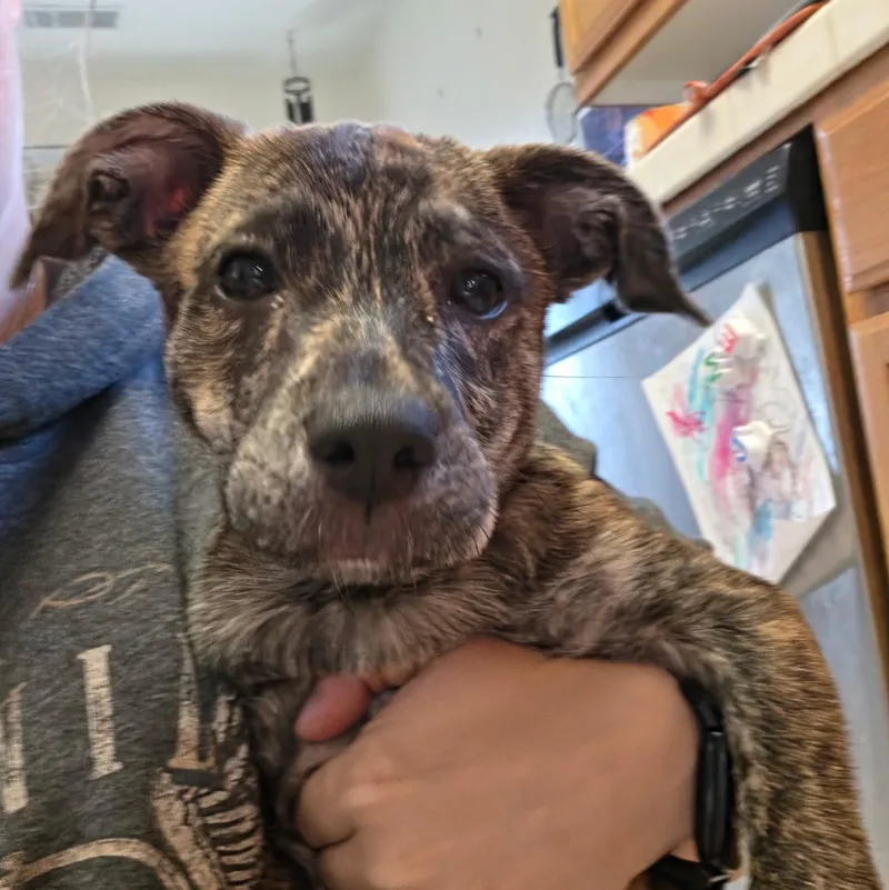 A baby medium-sized female Pit Bull Terrier dog named Lilly for adoption in Brentwood, CA