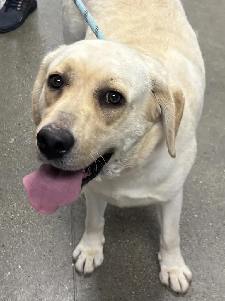 An adult large-sized female Labrador Retriever dog named Rosa for adoption in Greenfield, IN