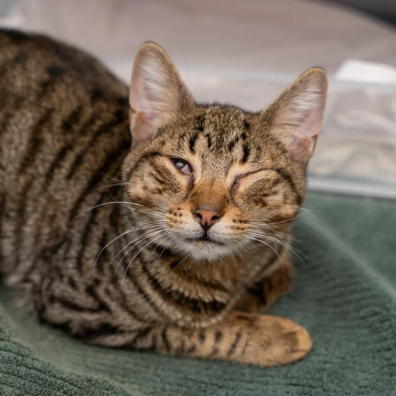 A young medium-sized male Brown / Chocolate Domestic Short Hair cat named Jeremy for adoption in New York, NY