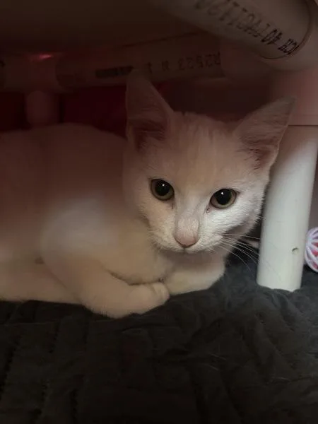 A baby small-sized male Domestic Short Hair cat named Spaghetti for adoption in Santa Rosa, CA