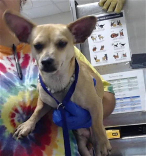 Milo Da'Barkus
