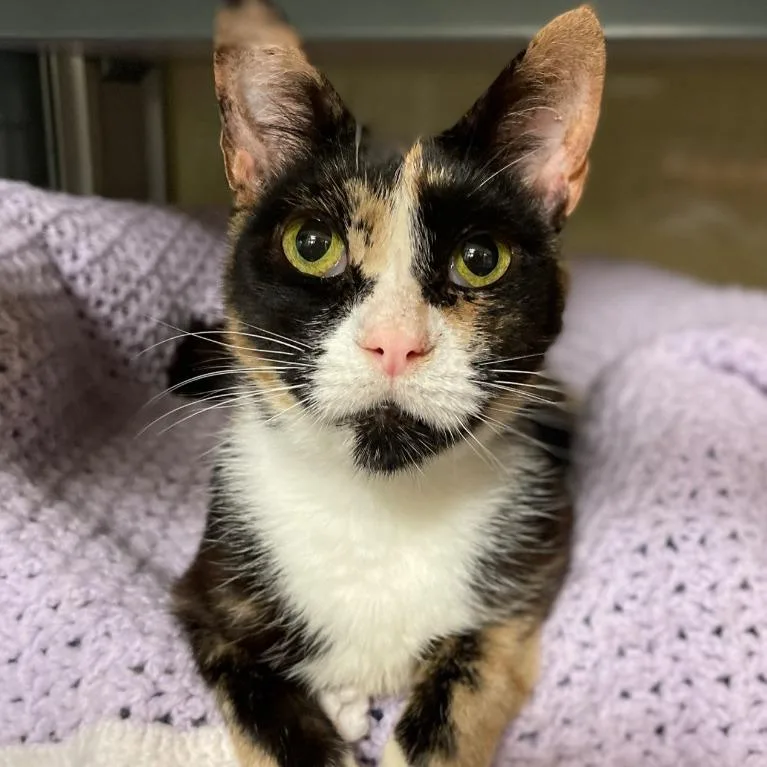 A senior medium-sized female Calico Domestic Short Hair cat named Kelly for adoption in Walden, NY