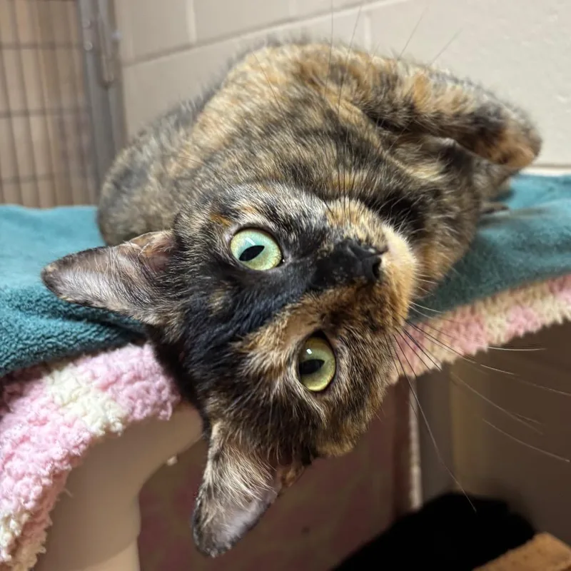 A young medium-sized female Tortoiseshell Domestic Short Hair cat named Te Fiti for adoption in Springfield, MA