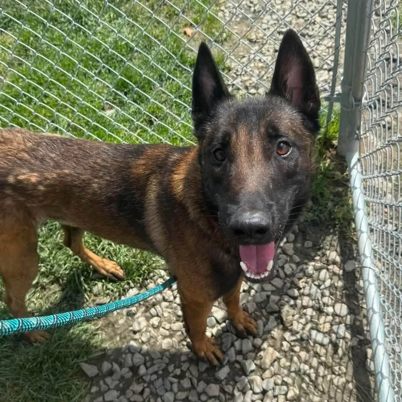 A young large-sized male Belgian Shepherd / Malinois dog named Ichabod for adoption in Duxbury, MA