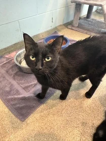 An adult small-sized female Domestic Short Hair cat named Xena for adoption in Palm Coast, FL